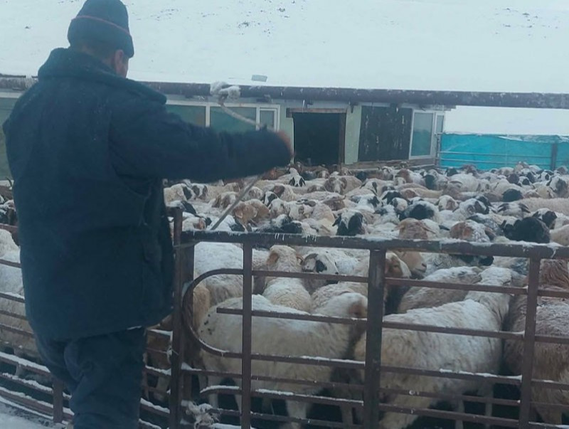 Мал, тэжээвэр амьтдын тооллого эхэллээ